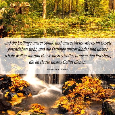 Picture 06 - Nehemia 10:36 LUTH1912 - und die Erstlinge unsrer Söhne und unsres Viehs, - Bible Verse Picture