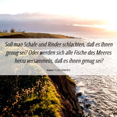Picture 06 - Numeri 11:22 LUTH1912 - Soll man Schafe und Rinder schlachten, daß es - Bible Verse Picture