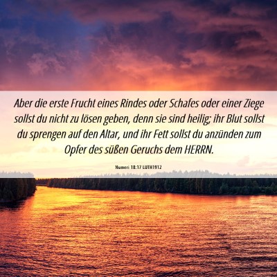 Picture 06 - Numeri 18:17 LUTH1912 - Aber die erste Frucht eines Rindes oder Schafes - Bible Verse Picture