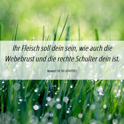 Picture 06 - Numeri 18:18 LUTH1912 - Ihr Fleisch soll dein sein, wie auch die - Bible Verse Picture