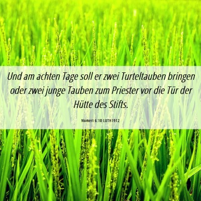 Picture 06 - Numeri 6:10 LUTH1912 - Und am achten Tage soll er zwei Turteltauben - Bible Verse Picture