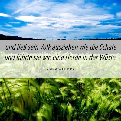 Picture 06 - Psalm 78:52 LUTH1912 - und ließ sein Volk ausziehen wie die Schafe und - Bible Verse Picture