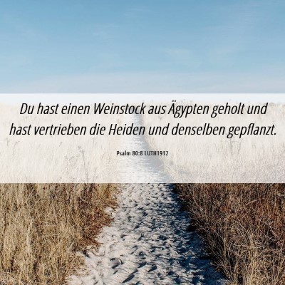 Picture 06 - Psalm 80:8 LUTH1912 - Du hast einen Weinstock aus Ägypten geholt und - Bible Verse Picture