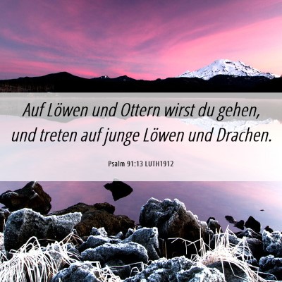 Picture 06 - Psalm 91:13 LUTH1912 - Auf Löwen und Ottern wirst du gehen, und treten - Bible Verse Picture