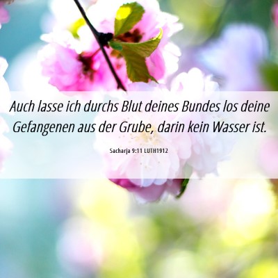 Picture 06 - Sacharja 9:11 LUTH1912 - Auch lasse ich durchs Blut deines Bundes los - Bible Verse Picture