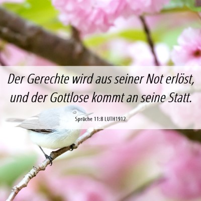 Picture 06 - Sprüche 11:8 LUTH1912 - Der Gerechte wird aus seiner Not erlöst, und der - Bible Verse Picture