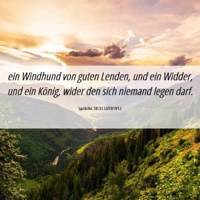 Picture 06 - Sprüche 30:31 LUTH1912 - ein Windhund von guten Lenden, und ein Widder, - Bible Verse Picture