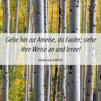 Picture 06 - Sprüche 6:6 LUTH1912 - Gehe hin zur Ameise, du Fauler; siehe ihre Weise - Bible Verse Picture