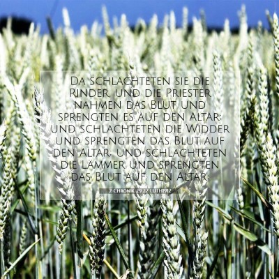 Picture 07 - 2 Chronik 29:22 LUTH1912 - Da schlachteten sie die Rinder, und die Priester - Bible Verse Picture