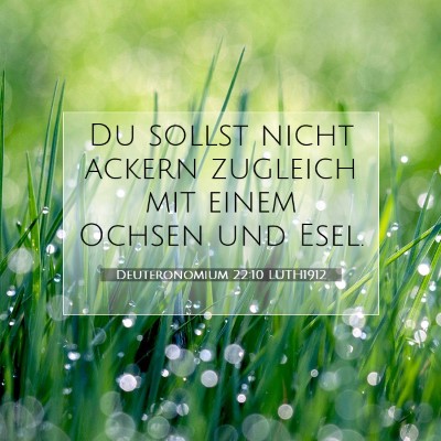 Picture 07 - Deuteronomium 22:10 LUTH1912 - Du sollst nicht ackern zugleich mit einem Ochsen - Bible Verse Picture