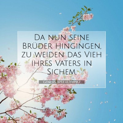 Picture 07 - Genesis 37:12 LUTH1912 - Da nun seine Brüder hingingen, zu weiden das - Bible Verse Picture
