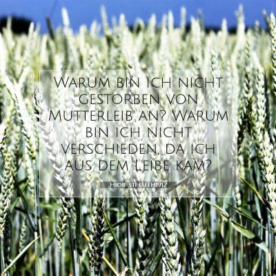 Picture 07 - Hiob 3:11 LUTH1912 - Warum bin ich nicht gestorben von Mutterleib an? - Bible Verse Picture