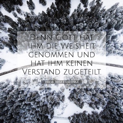 Picture 07 - Hiob 39:17 LUTH1912 - Denn Gott hat ihm die Weisheit genommen und hat - Bible Verse Picture