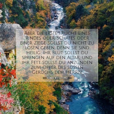 Picture 07 - Numeri 18:17 LUTH1912 - Aber die erste Frucht eines Rindes oder Schafes - Bible Verse Picture