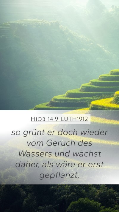 Hiob 14:9 LUTH1912 Mobile Phone Wallpaper - so grünt er doch wieder vom Geruch des Wassers - Mobile Bible Verse Wallpaper