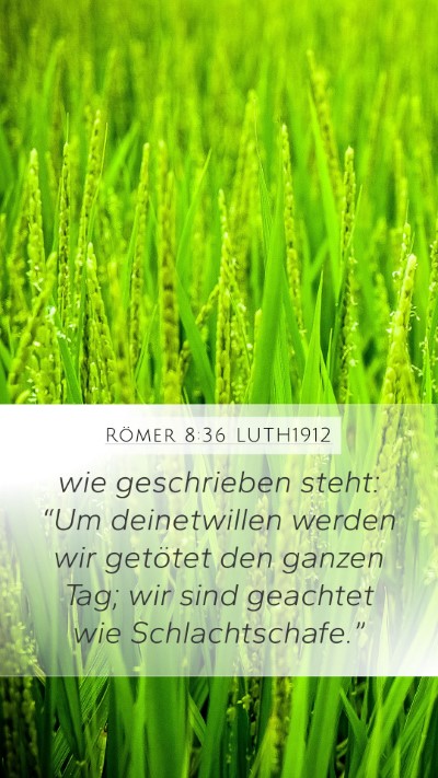 Römer 8:36 LUTH1912 Bible Verse Image